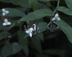 Tripogandra grandiflora