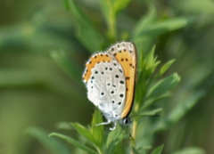 Tharsalea hyllus