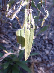 Rudbeckia missouriensis