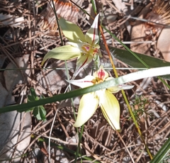 Caladenia flava