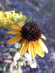 Rudbeckia missouriensis