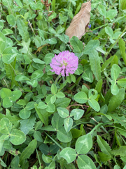 Trifolium pratense