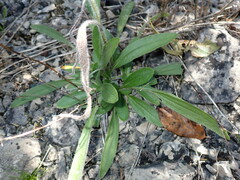 Rudbeckia missouriensis