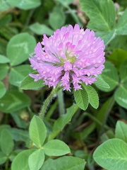 Trifolium pratense