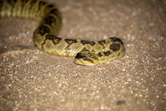 Crotalus molossus molossus