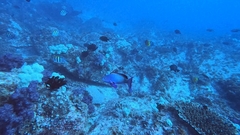 Pseudanthias squamipinnis