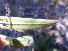 Rudbeckia missouriensis