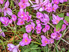 Colchicum autumnale
