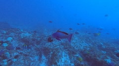 Pseudanthias squamipinnis