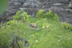 Urva auropunctata
