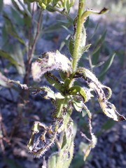 Rudbeckia missouriensis