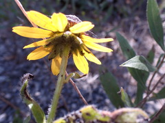 Rudbeckia missouriensis