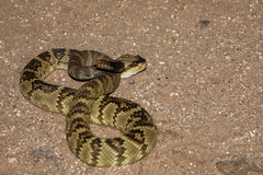 Crotalus molossus molossus