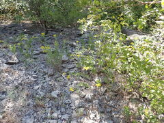 Rudbeckia missouriensis