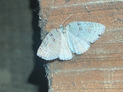 Isosauris cymatophora