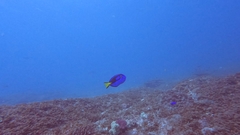 Paracanthurus hepatus