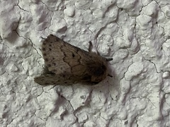 Macromphalia ancilla