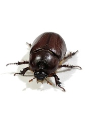 Pentodontini