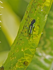 Poecilocapsus lineatus