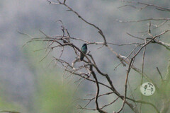 Colibri thalassinus