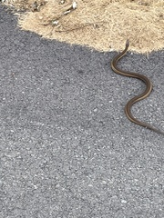 Thamnophis sirtalis pallidulus