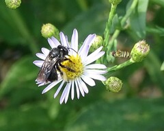 Melissodes bimaculatus