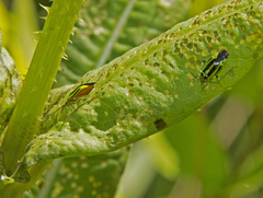 Poecilocapsus lineatus
