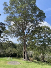 Lophostemon confertus