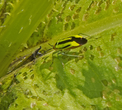 Poecilocapsus lineatus