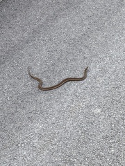 Thamnophis sirtalis pallidulus