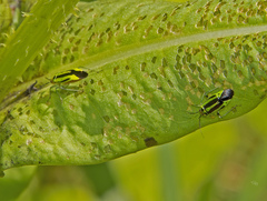 Poecilocapsus lineatus