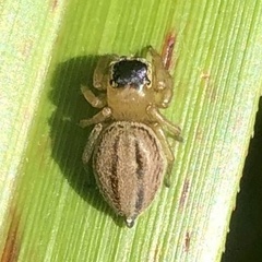 Maratus scutulatus