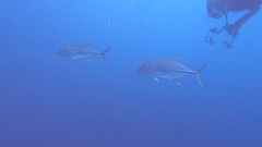 Caranx papuensis