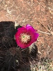 Echinocereus engelmannii fasciculatus