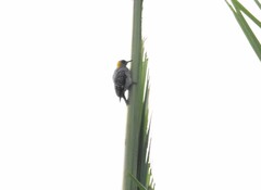 Melanerpes chrysogenys