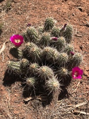 Echinocereus engelmannii fasciculatus