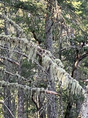 Alectoria sarmentosa