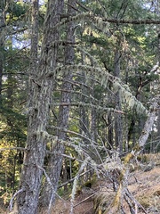 Alectoria sarmentosa