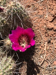 Echinocereus engelmannii fasciculatus