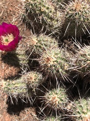 Echinocereus engelmannii fasciculatus