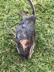 Siluriformes