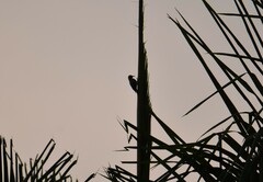 Melanerpes chrysogenys