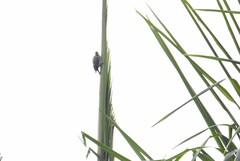 Melanerpes chrysogenys