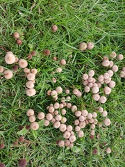 Panaeolus foenisecii