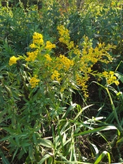 Solidago