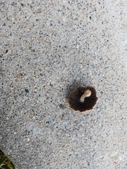 Panaeolus foenisecii