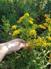 Solidago