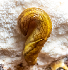 Prophysaon foliolatum