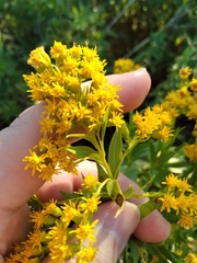 Solidago
