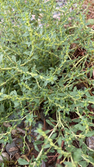 Amaranthus albus